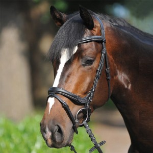 Kavalkade Ogłowie Bridle Ivy