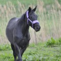 pol_pl_Kantar-York-Softy-12719_2.jpg