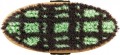 pol_pl_Szczotka-York-Karo-1236_1.jpg
