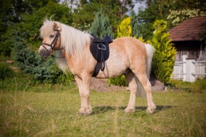 Covalliero Siodło wszechstronne, roz. Pony, 15,0", czarny, komplet